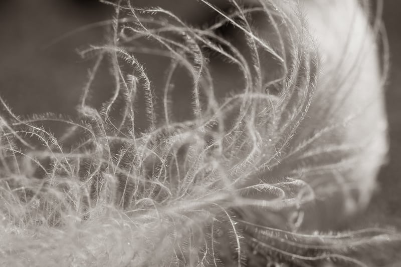 Feather